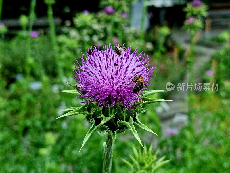 Artischocke （Cynara cardunculus）